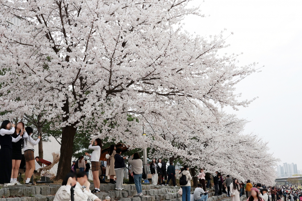 오산천 벚꽃 축제